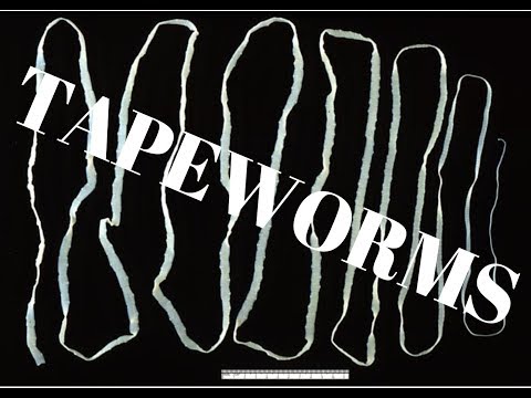 Tapeworms that infect humans
