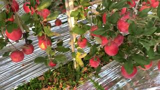 엔비사과(envy apple) 밭을가다