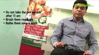 Summer Health Tips for Pets