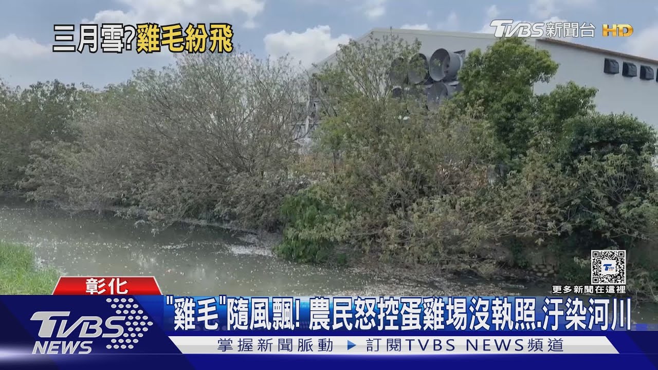 「雞毛」隨風飄！　農民怒控蛋雞埸沒執照、汙染河川