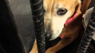 Sad old gal -14 yrs old