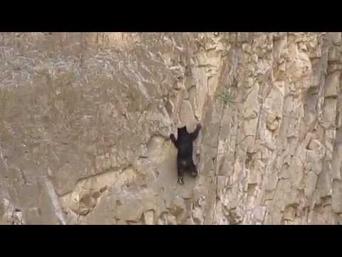 Bears Are Really Good Rock Climbers