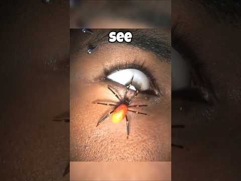 How animals see the 🌎  #animals #shorts