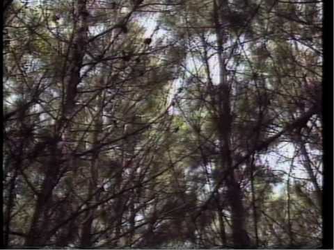 Thinning the Southern Pine Forest