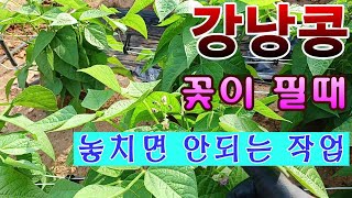 [텃밭농부. 1,028]  강낭콩 꽃이 필무렵 이작업 놓치지 마세요. #강낭콩재배