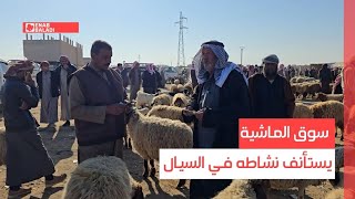 دير الزور.. سوق الماشية يستأنف نشاطه في السيال