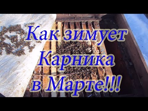 КАК ЗИМУЕТ КАРНИКА В МАРТЕ, У МОЕГО ДРУГА И КОЛЛЕГИ🔥🔥🔥