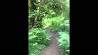 A walk down the Hardesty Trail from the Wildwood brings you to what may well be the centerpiece of Forest Park, The Big Stump. The old-growth Western red cedar stump is several feet in diameter. Bill Cunningham Video