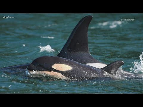 Orca baby spotted with Southern Resident L pod in Salish Sea