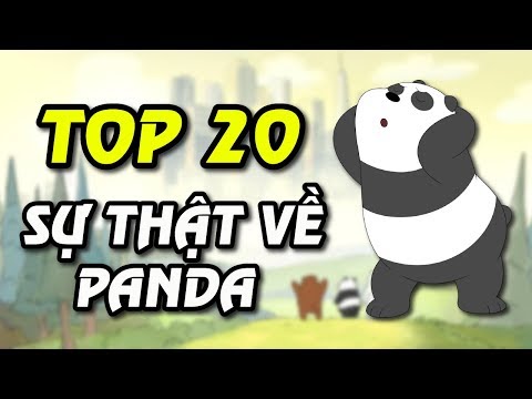 Top 20 sự thật về PandaWe Bare Bears