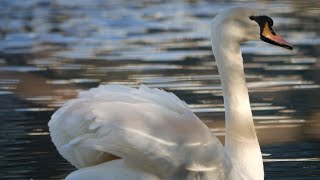 Swan Sound 2016 by ani male
