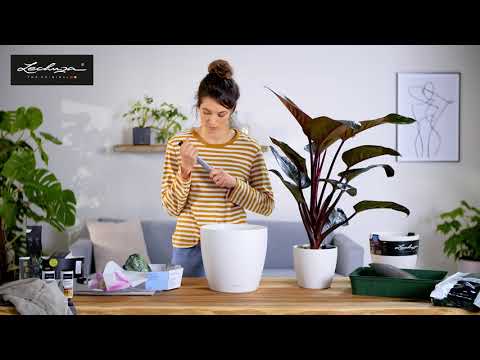 Zimmerpflanzen richtig umtopfen mit LECHUZA