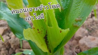 หนอนเจาะข้าวโพด