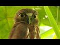Brown Hawk Owl