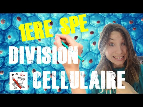 Mitosis, cell cycle and replication #1styearSVT