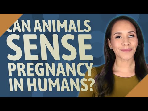 Can animals sense pregnancy in humans?