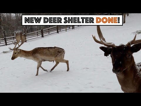 New Deer Shelter Done (And They Love It!) 1969 f250 Diesel Body Swap (Part 1) - 7.3 idi zf5 4x4