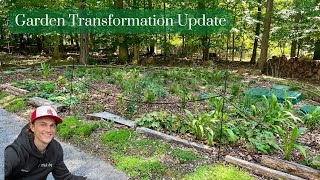 Watch my Garden Transform - Update - From Eyesore to Eye Candy