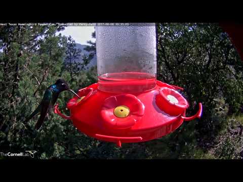 Male Hummingbirds Show of Gorgets As They Trade Camera Time In West Texas – Sept. 8, 2017