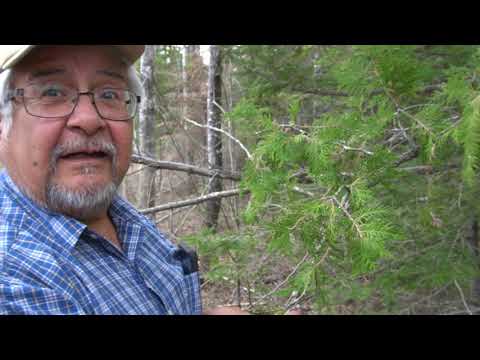 杉の木の見分け方