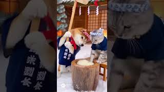 おもちをつきたい柴犬とずっともみもみ猫