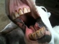 Donkey Closeup
