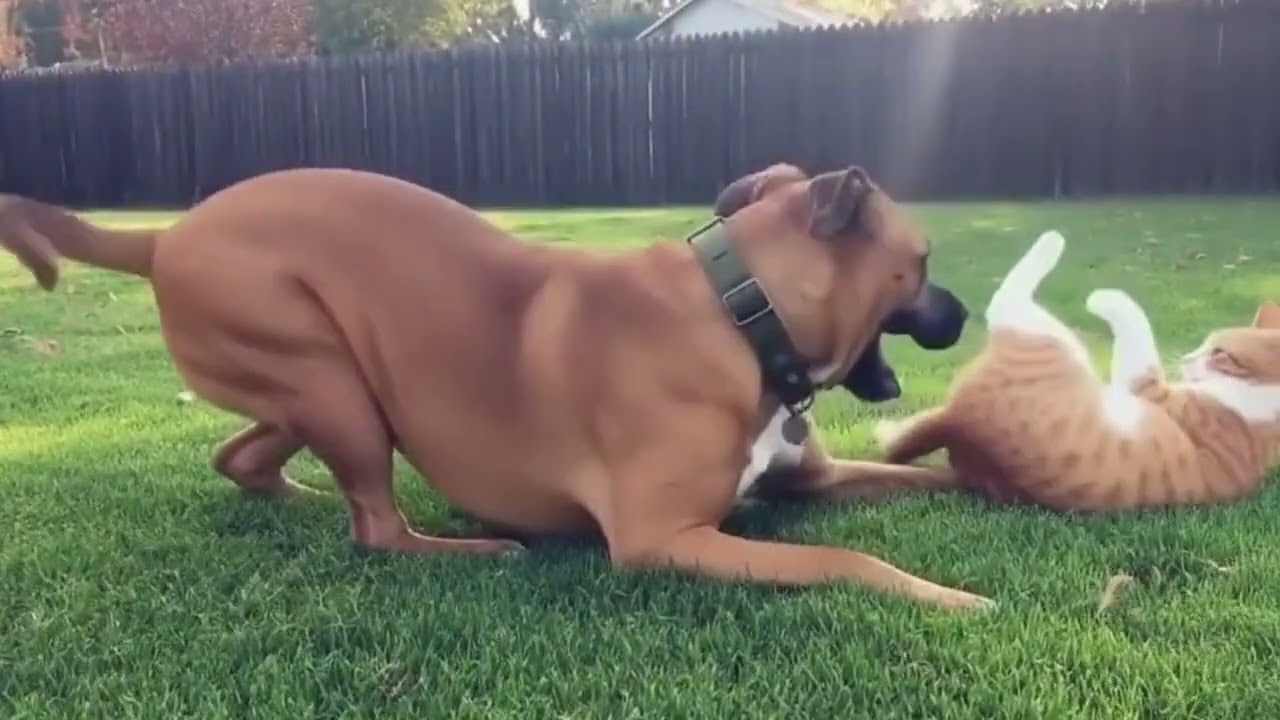 a dog playing with a cat