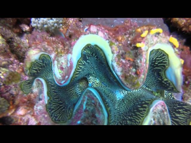 Diving the Great Barrier Reef -  February, 2016