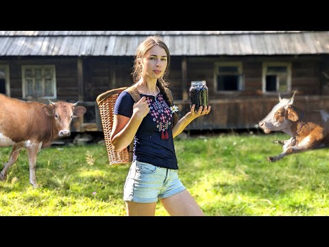 Life near cows high in the mountains. Cooking traditional dish with wild Carpathians berries