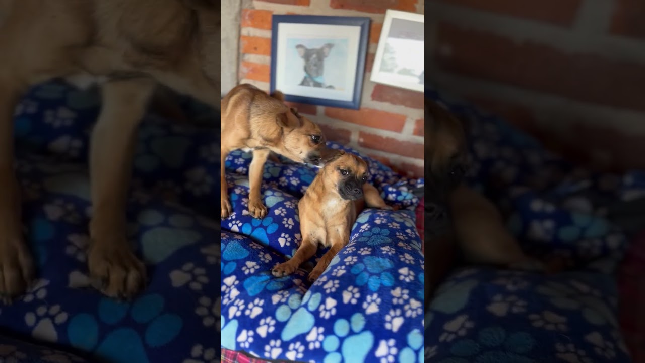 Enlarge Rémy, a Adoptable mixed breed in Encino, CA video 6/6