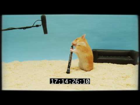 Dr. Nibbles' Clever Hamster Audition
