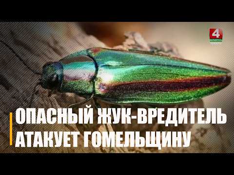 На Гомельщине замечен новый жук-вредитель ясеневая изумрудная златка, который может полностью уничтожить дерево за год видео