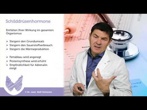 Die Schilddrüse - der Regelkreis der Schilddrüsenhormone