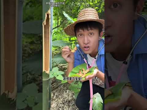 Do you dare to eat bamboo worms   |Chinese Mountain Forest Life And Food #MoTiktok #Fyp