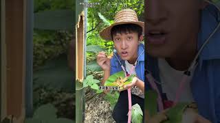 Do you dare to eat bamboo worms   |Chinese Mountain Forest Life And Food #MoTiktok #Fyp