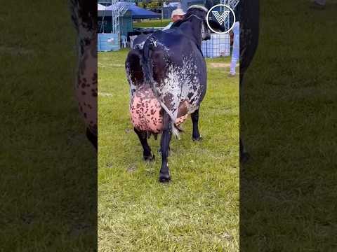 Girlando Brazil #vetvlogs