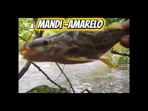 PESCARIA DE MANDI, EM RIO VERDE GOIÁS (RIO MONTE ALEGRE)