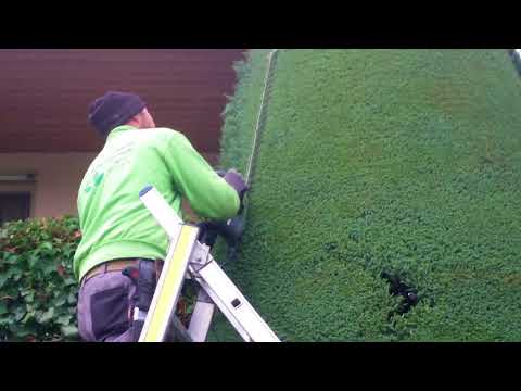 Grosse Zypresse schneiden