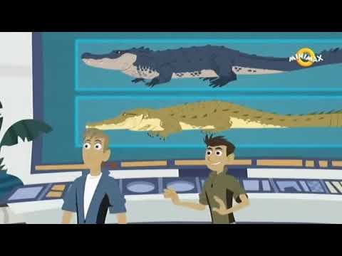 Braca Kret - Takmicenje Krokogatora 2.0