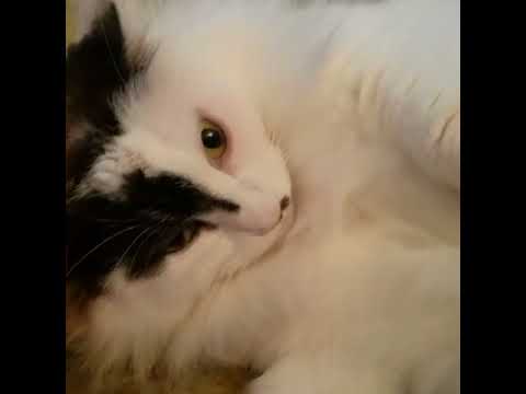 Nayna (courtesy listing), an adopted Turkish Angora & Maine Coon Mix in San Pedro, CA_image-1