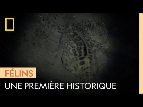 Rare : un léopard des neiges capturé à l'état sauvage