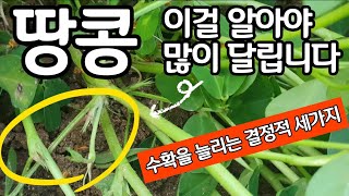 땅콩 이걸 알아야 많이 달립니다. 수확을 늘리는 결정적 세가지