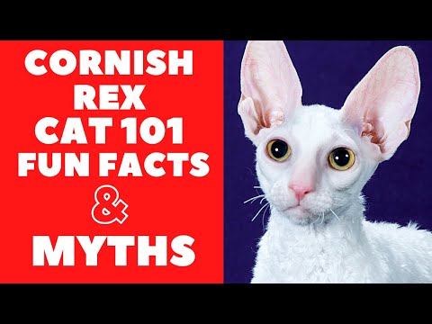 Cornish Rex Cats 101 : Fun Facts & Myths