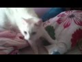 Kitty Pillow Stomp