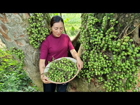 Harvesting Figs Fruit goes to the market sell - Gardening - Farming | Loc Thi Huong