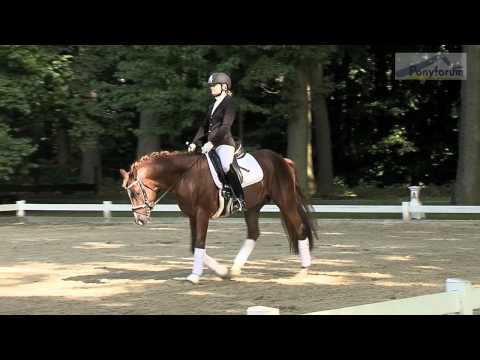 18. Ponyforum Open Sales: DAILY PLEASURE WE