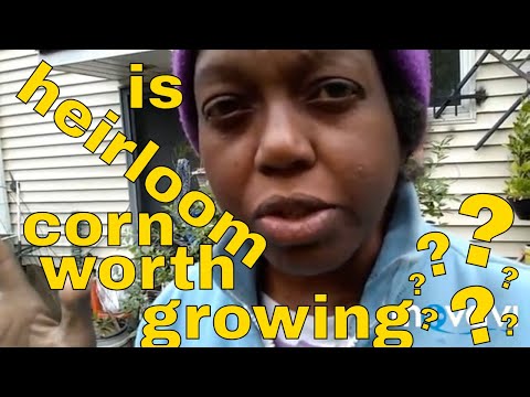 download lagu mp3 mp4 Is Heirloom Corn Edible, download lagu Is Heirloom Corn Edible gratis, unduh video klip Is Heirloom Corn Edible