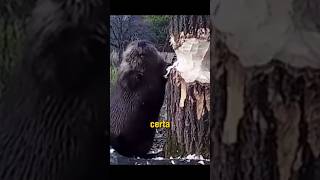 Por que o Castor Faz Represas? 🦫🌲 #curiosidades #natureza #animais #castores