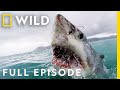 Shark Attack California Coast Carnage Full Episode When Sharks Attack
