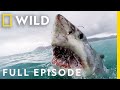 Shark Attack: California Coast Carnage (Full Episode) | When Sharks Attack